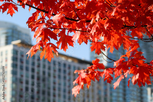 Zoom close up of red maple leaves in autumn