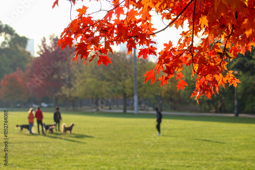 City park with orange red autumn maple tree in fall with dogs and people in park