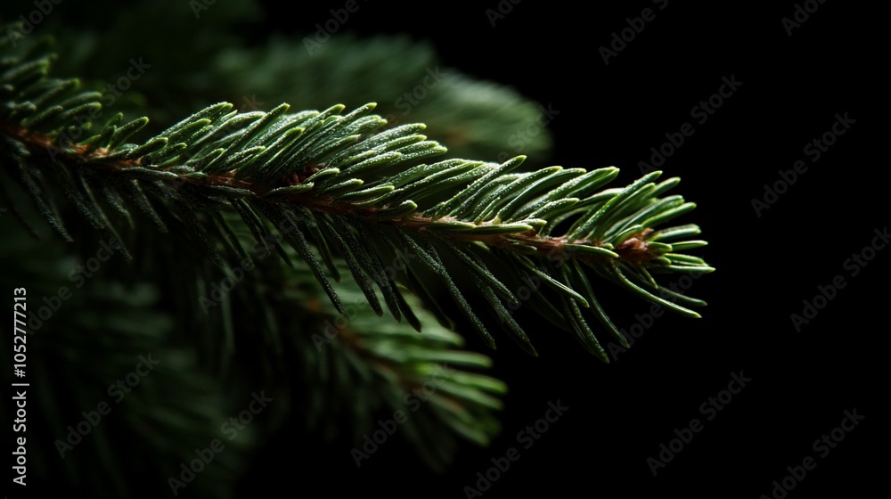 Close-up of a single evergreen branch with dark background. Close-up of a single evergreen branch with dark background.