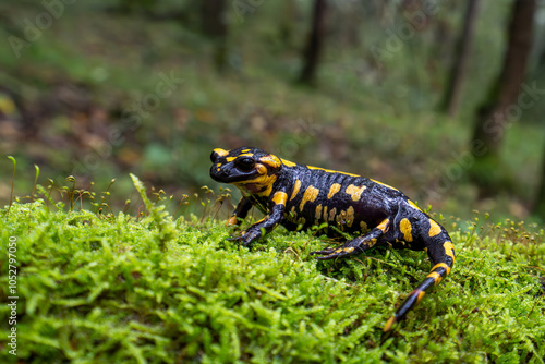 Fire salamander in Spain, pregnant female, Europe, Salamandra salamandra