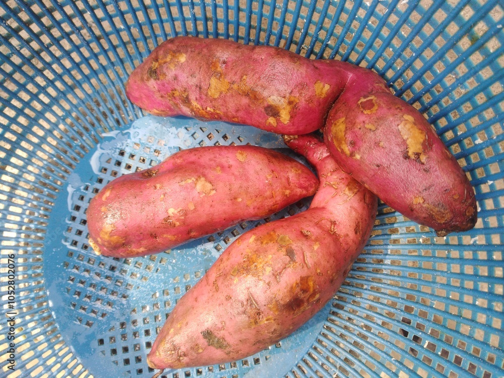 Sweet potatoes on plastic basket. Root vegetable for good health and nutrition. Sweet potatoes on plastic basket. Root vegetable for good health and nutrition.