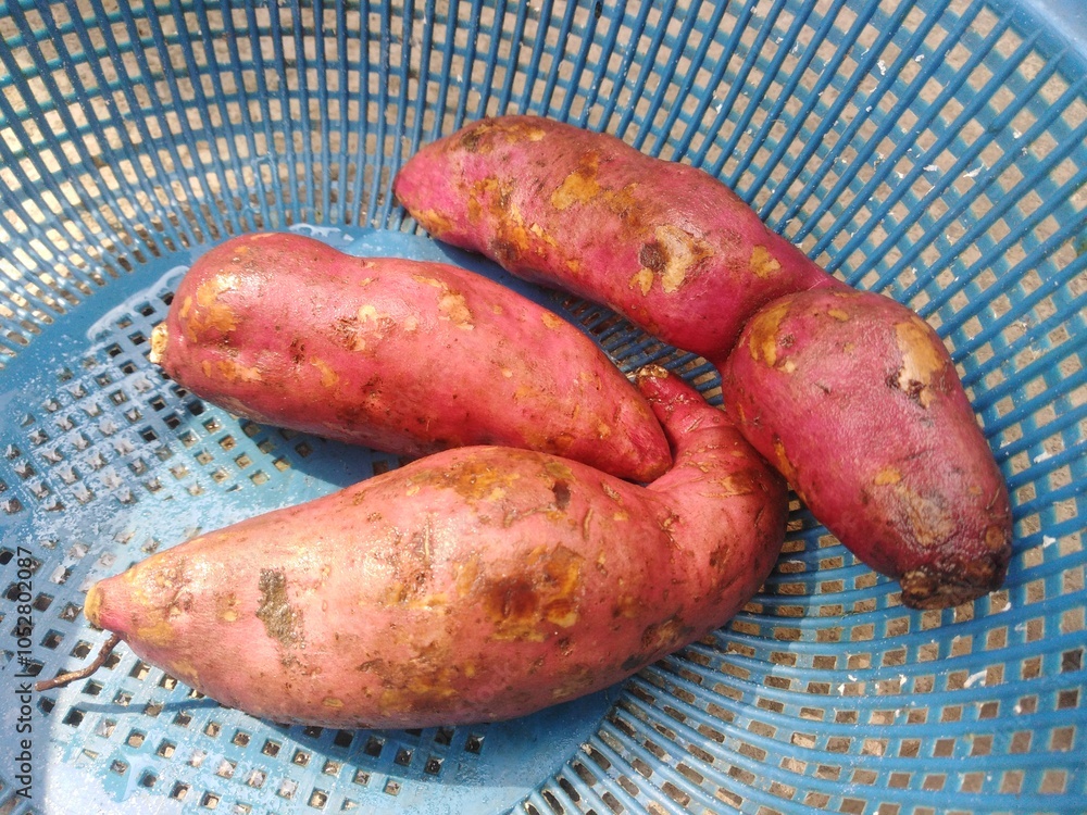 Sweet potatoes on plastic basket. Root vegetable for good health and nutrition. Sweet potatoes on plastic basket. Root vegetable for good health and nutrition.