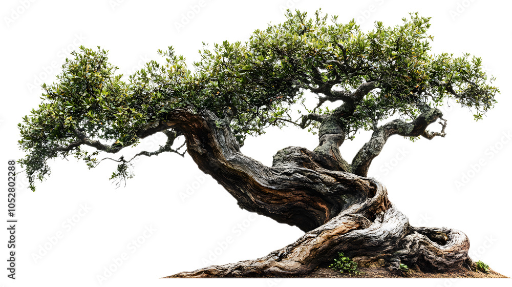 An old tree with a twisted, textured trunk full of character An old tree with a twisted, textured trunk full of character