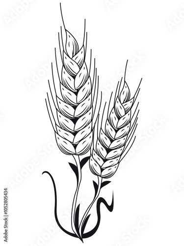 ear of wheat