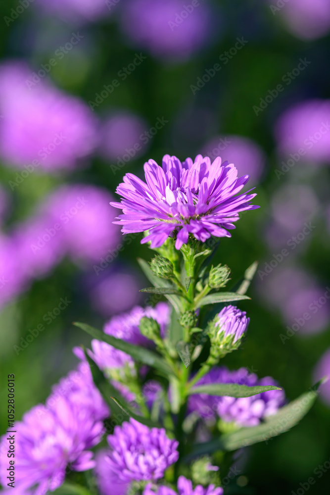 Purple Aster flower that blooms beautifully in a garden. Purple Aster flower that blooms beautifully in a garden.