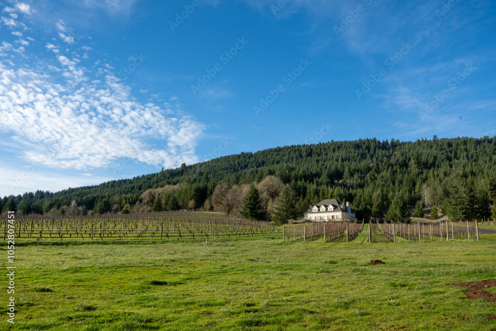 Obraz premium Vineyard Landscape in the mountains