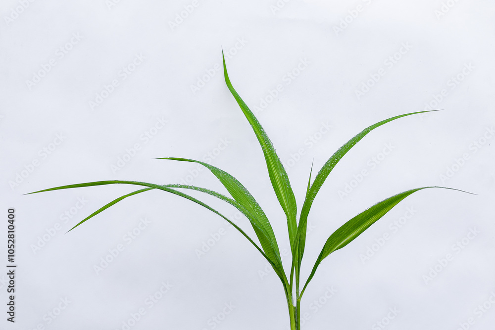 Fototapeta premium Dew on leaves, Water drops on green foliage on white background