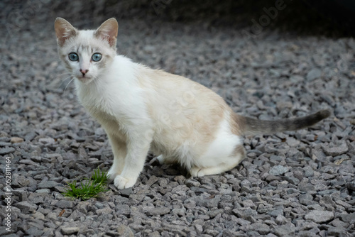 White cat with blue eyes