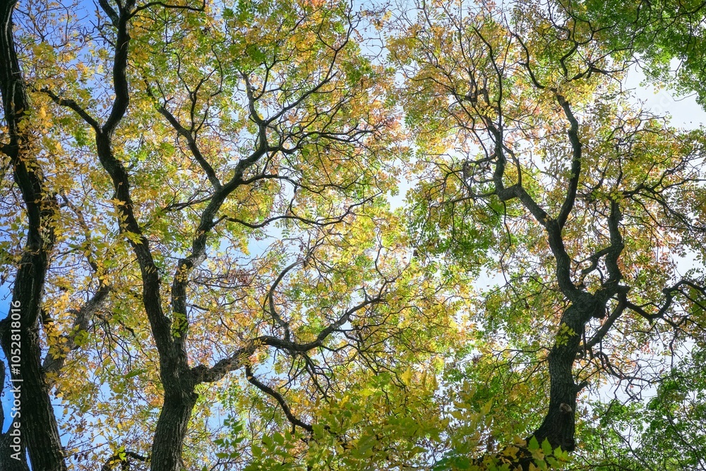 Tree leaves turning to autumn or fall season. Leaves against blue sky, low angle view. Tree leaves turning to autumn or fall season. Leaves against blue sky, low angle view.