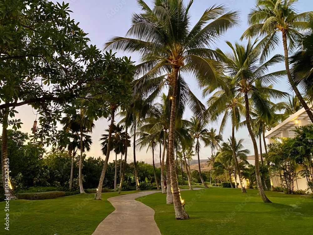palm trees in the park palm trees in the park