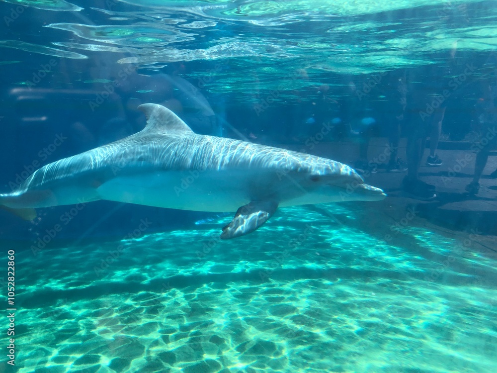 Fototapeta premium dolphin in the water