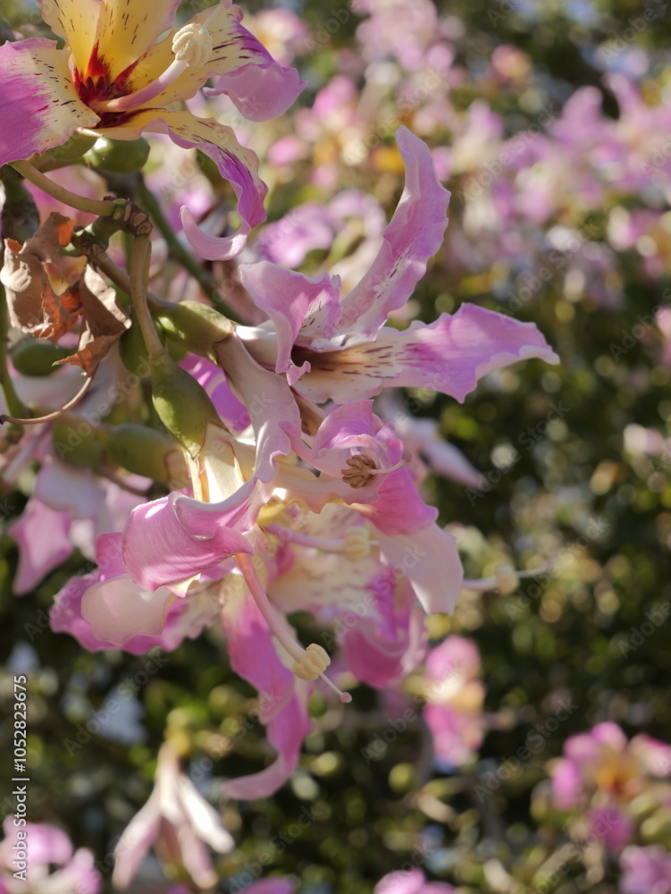 Flowers of the floss silk tree (Ceiba speciosa, syn. Chorisia speciosa ...