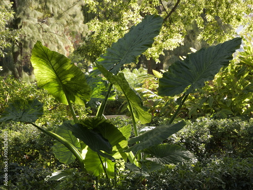 The giant taro (Alocasia macrorrhizos), giant alocasia, ʻape, biga, pia or cunjevoi. A perennial herbaceous plant belonging to the Araceae family. Jardins de Montfort, Valencia, Spain photo