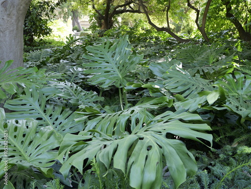 Plants of delicious monster (Monstera deliciosa) in city garden, Spain. Also, fruit salad plant, fruit salad tree, ojal,  hojadillo, monster fruit, monsterio delicio, monstereo, Mexican breadfruit. photo