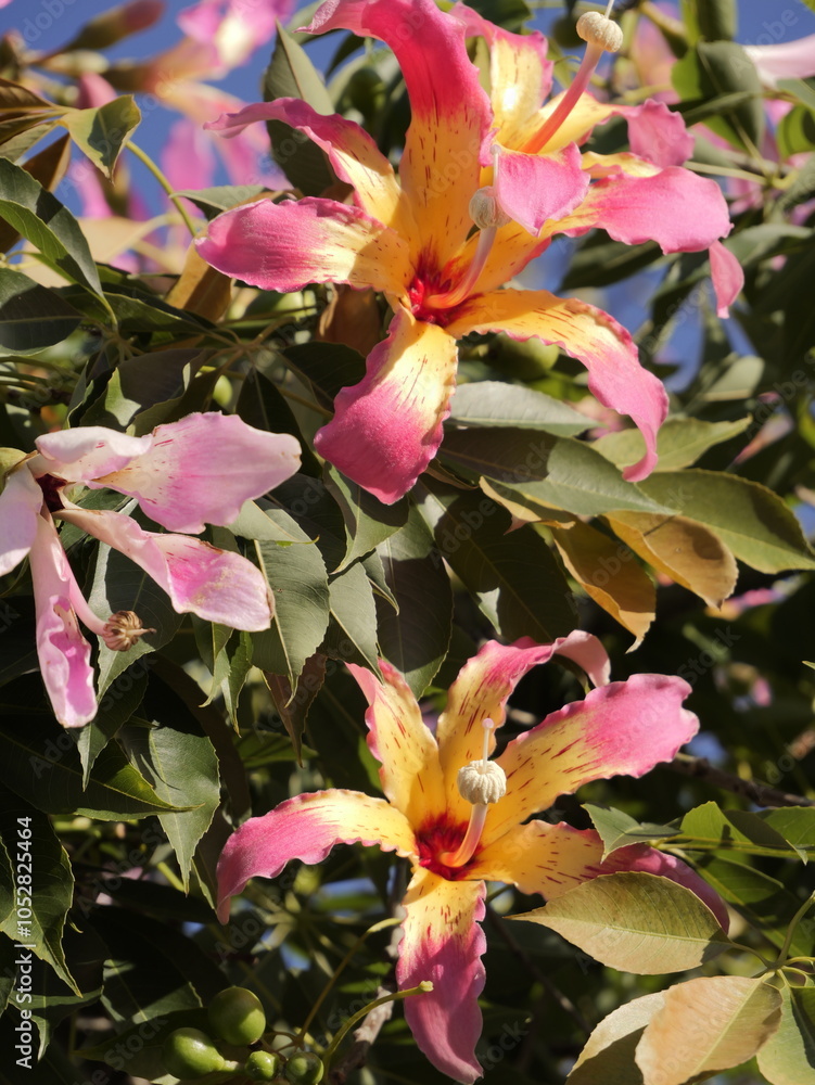 Flowers of the floss silk tree (Ceiba speciosa, syn. Chorisia speciosa ...
