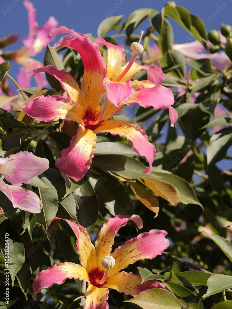Flowers of the floss silk tree (Ceiba speciosa, syn. Chorisia speciosa ...