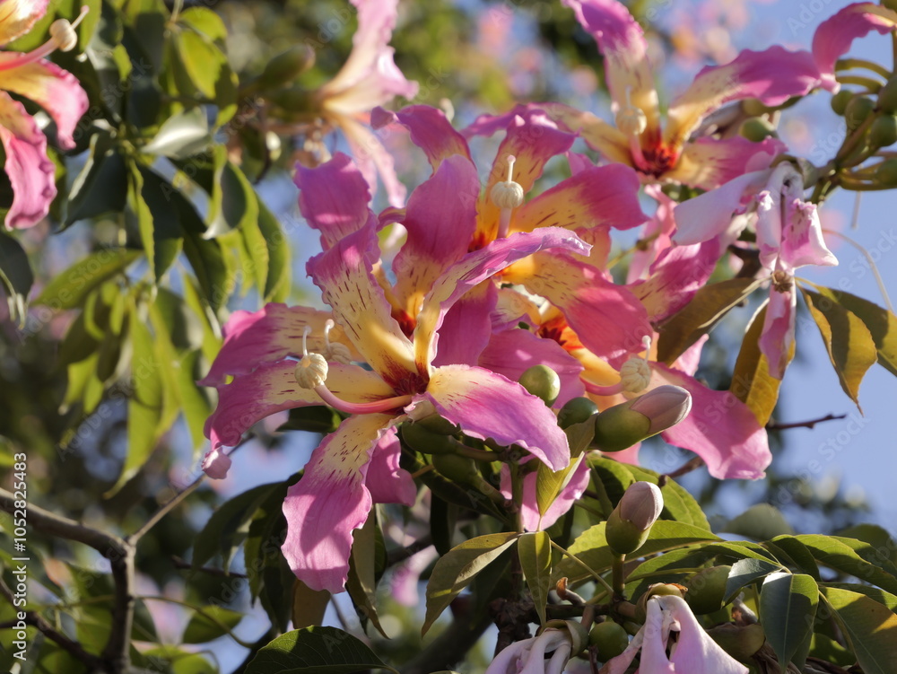 Flowers of the floss silk tree (Ceiba speciosa, syn. Chorisia speciosa ...