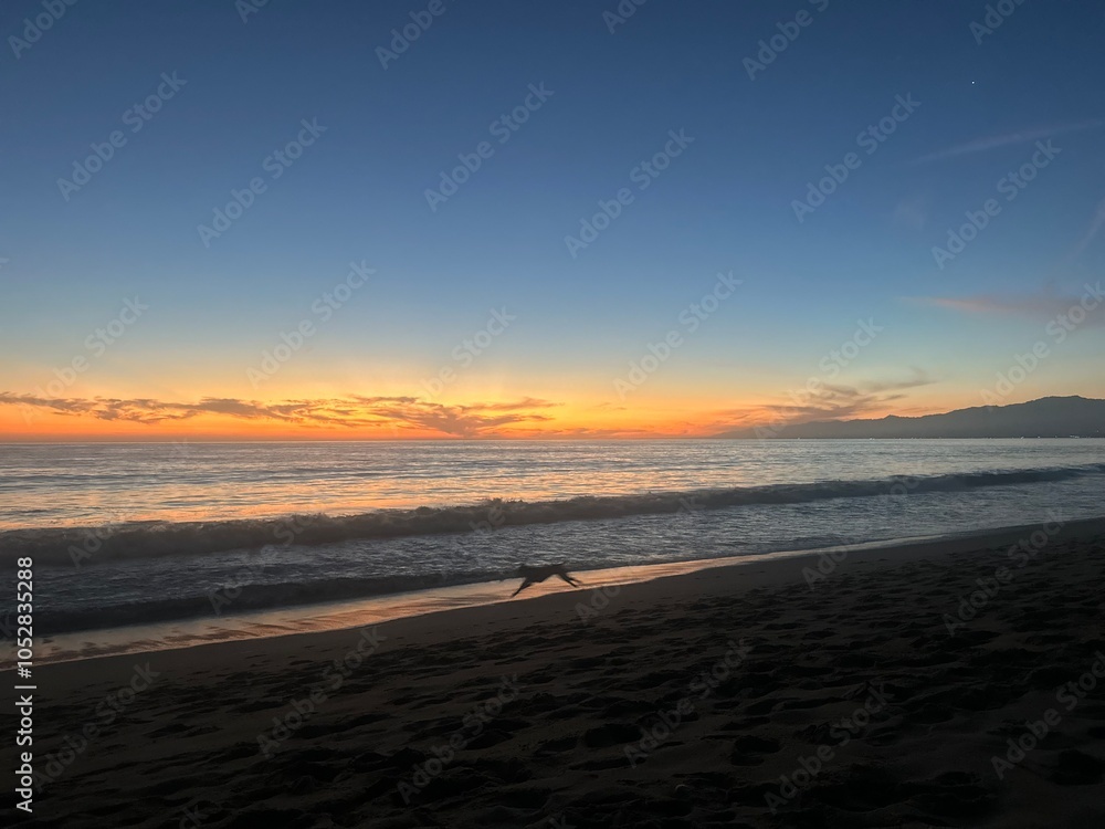 Fototapeta premium dog on the beach