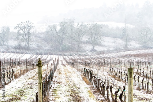 A winter view of a vineyard and oak trees during a snow storm, near Salem, Oregon.  The falling snow softens the image.