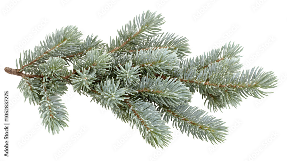 Pine Tree Branch for Christmas Decor on White Background, Pine Tree Branch for Christmas Decor on White Background,