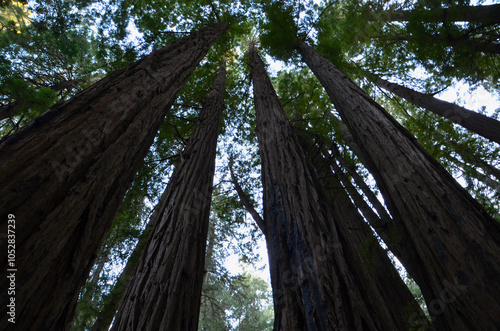 Fotografija Tall trees growing to the sky