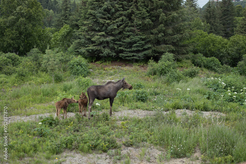 Moose with twins