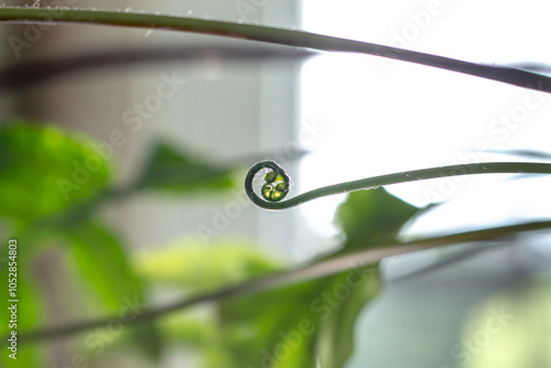 Close-up of a Polypodium decumanum (Samambaia Amazonas) fiddleheads. photo