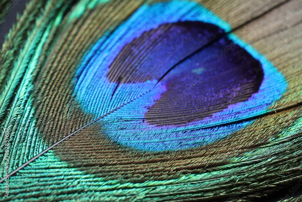 Fototapeta premium Beautiful bright peacock feather as background, macro view