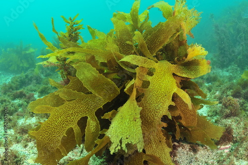 Tangled fronds of brown kelp Ecklonia radiata in shallow murky bay. Location: Leigh new Zealand photo