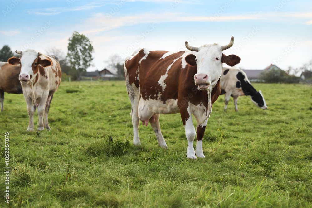 Beautiful cows grazing on green grass outdoors Beautiful cows grazing on green grass outdoors