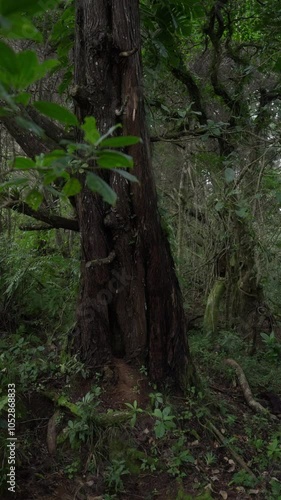 Wallpaper Mural Vegetación abundante en un bosque con ramas enredadas y follaje denso Torontodigital.ca