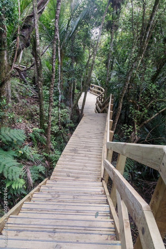 Boardwalk on the forest trail of the Fairy Falls Walk in thw Waitakere Ranges, Henderson, Auckland, New Zealand. Boardwalk on the forest trail of the Fairy Falls Walk in thw Waitakere Ranges, Henderson, Auckland, New Zealand.