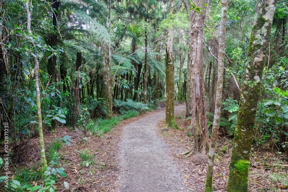 Forest trail of the Fairy Falls Walk in thw Waitakere Ranges, Henderson, Auckland, New Zealand. Forest trail of the Fairy Falls Walk in thw Waitakere Ranges, Henderson, Auckland, New Zealand.