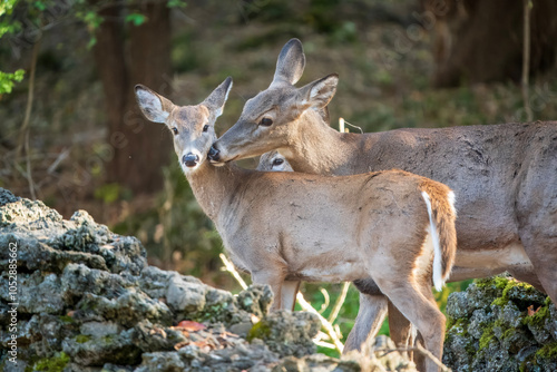 Deer family in the woods