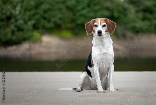 Portrait of a dog that is not-purebred, on nature background. Beagle