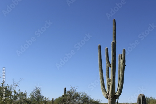 cactus in desert