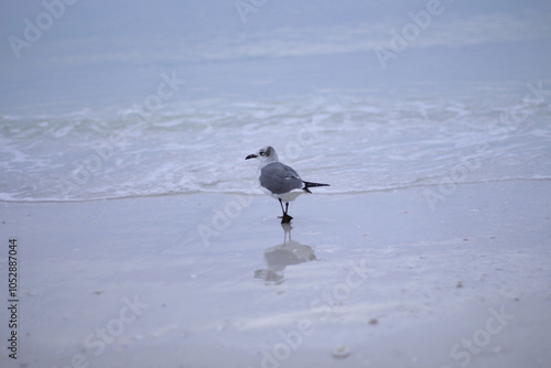 seagull on the beach