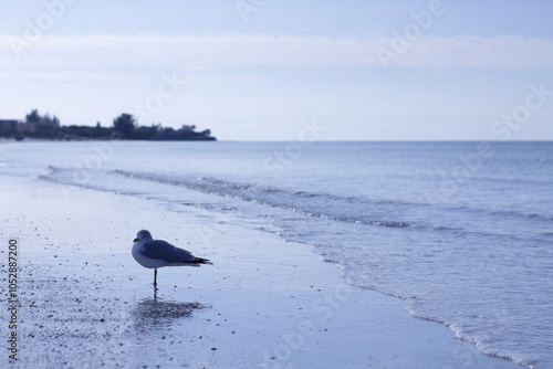 seagull on the beach