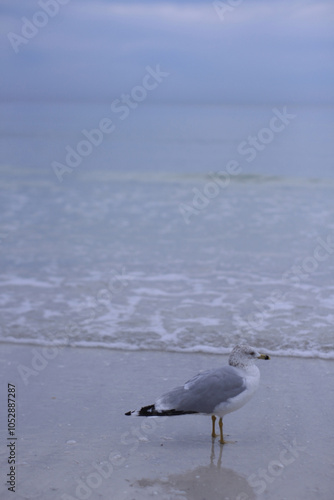 seagull on the beach