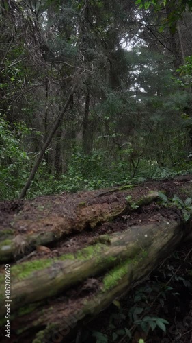 Tronco caído cubierto de musgo y descomposición en el suelo de un bosque húmedo y sombrío