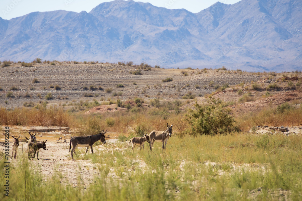 Naklejka premium Wild burros in the desert 