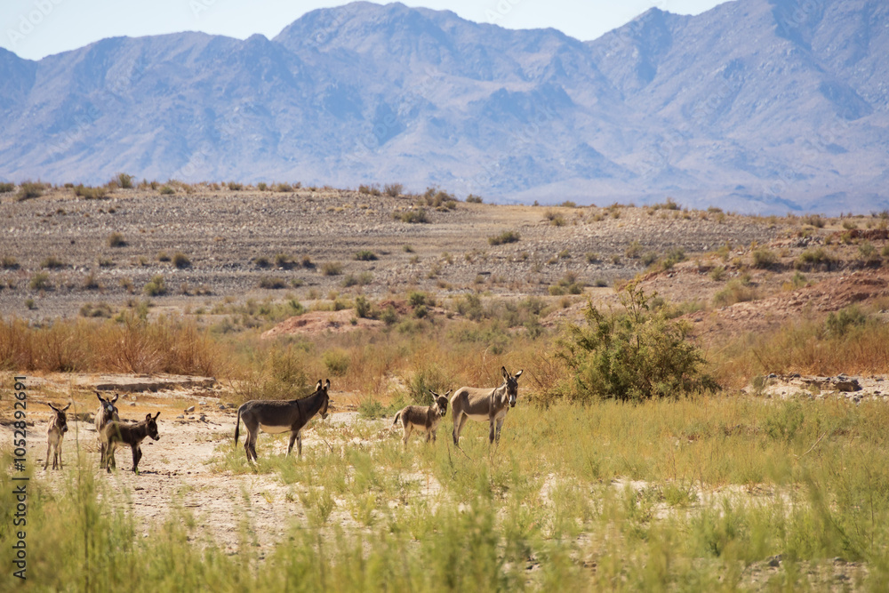 Naklejka premium Wild burros in the desert 