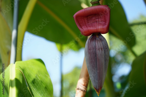 トロピカルなバナナの花 photo