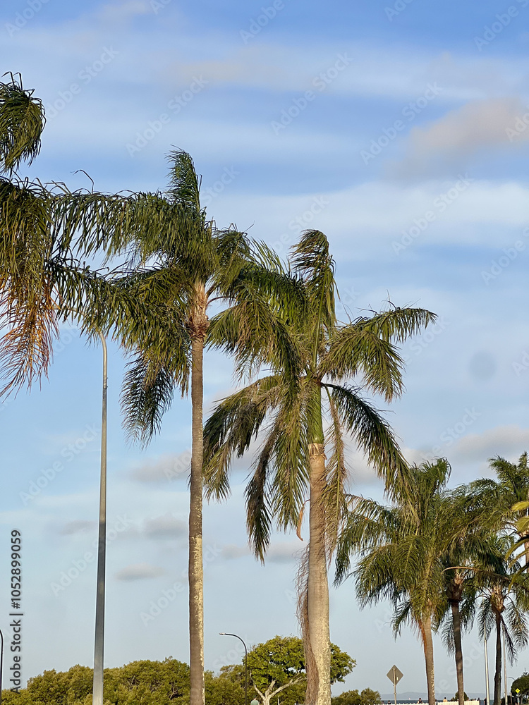 Obraz premium Palm trees along the esplanade