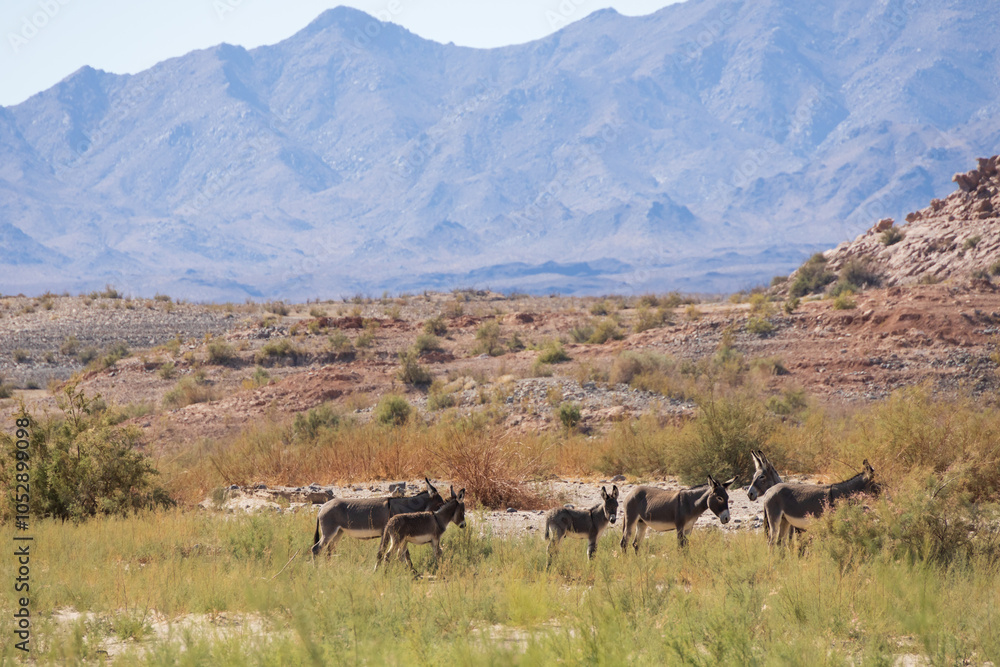 Obraz premium Wild burros in the desert 