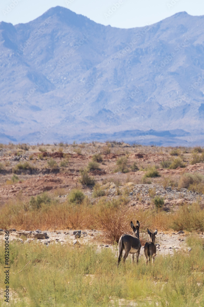 Fototapeta premium Wild burros in the desert 