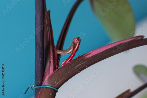 New leaf stuck on the steam of a Philodendron Pink Princess (Philodendron erubescens) photo