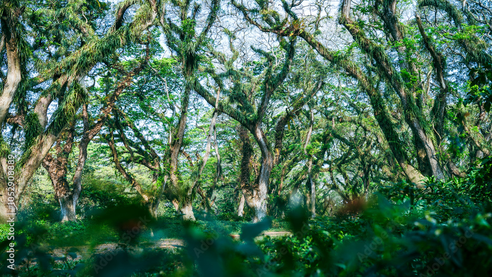 Beautiful morning green mossy forest, unspoiled nature landscape. Beautiful morning green mossy forest, unspoiled nature landscape.