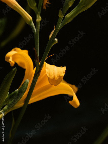 yellow lily on black background photo