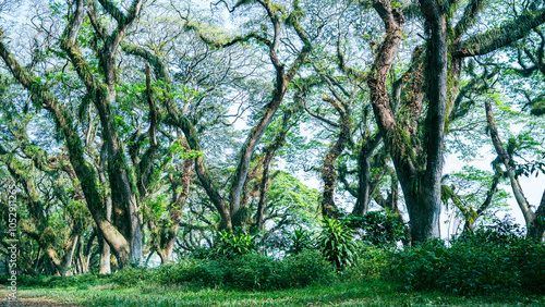 Dense tropical rainforest with towering trees and vibrant green foliage, creating a serene natural landscape at De Djawatan forest at Banyuwangi, East Java, Indonesia photo